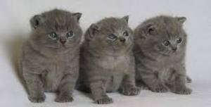 Regalo PRECIOSA ❤️❤️ GATITOS BRITTANICO,..l