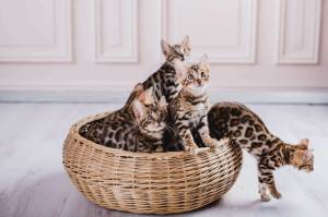 Lindo Bengali gatitos disponables para regalo,;