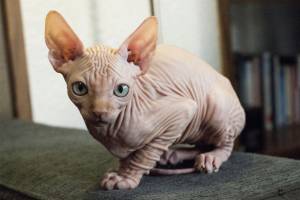 Preciosa camada, alegres y afectuosos ,.Sphynx gatitos