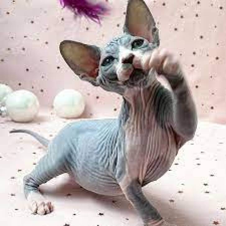 ,kPreciosa camada, alegres y afectuosos Sphynx gatitos