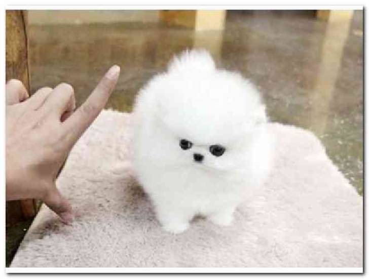 Regalo Cachorros Pomerania Para Adopción 7..,.,../.,