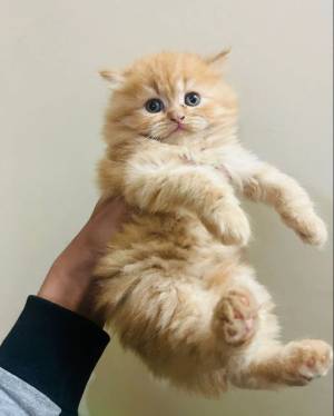adorable gatita persa pura raza disponible  Contácteme