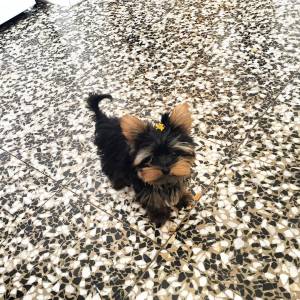 cachorros yorkie macho y hembra