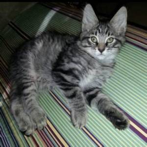 IMPRESIONANTES GATITOS ,,,/MAINE COON PARA ADOPCION