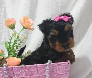 Yorkshire cachorros  698. 274. 525