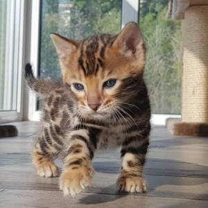 Bengal ❤️ gatitos//, disponables para adopcion