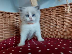 RAGDOLL GATITOS DISPONABLES