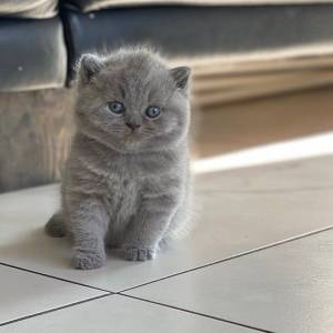 GATITOS DE// BRITÁNICO CABELLO CORTO