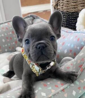 Bulldog //frances cachorros disponables