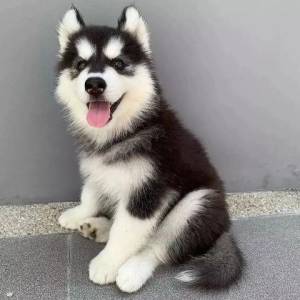 HUSKY SIBERIANO/// CACHORROS DISPONABLES PARA REGALO/.