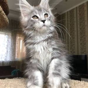IMPRESIONANTES GATITOS ,///MAINE COON PARA ADOPCION
