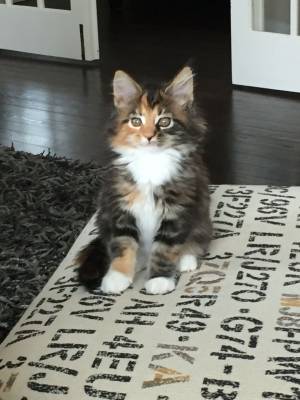 IMPRESIONANTES ,///GATITOS MAINE COON PARA ADOPCION