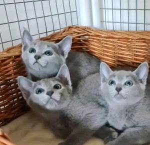 GATITOS ....///DE BRITÁNICO CABELLO CORTO