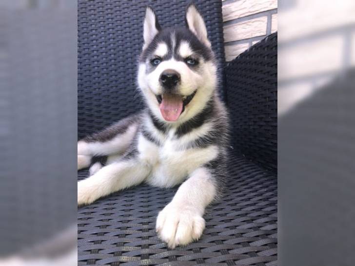 Regalo Cachorros Husky Siberiano. Para Adopción