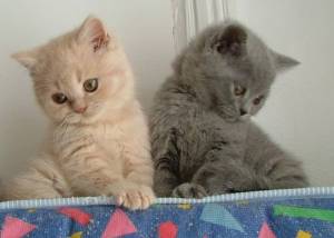 GATITOS DE BRITÁNICO !.1 CABELLO CORTO