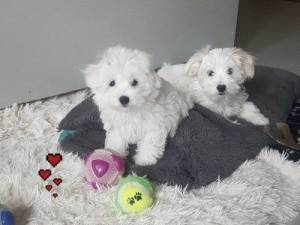 Cachorro maltés de pura raza asequible disponible Conta