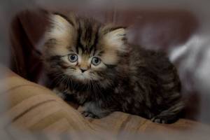 GATITOS DE BRITÁNICO ,,,//,CABELLO CORTO