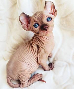 Preciosa camada, alegres y// afectuosos Sphynx gatitos
