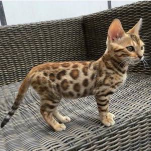 Bengal ❤️ gatitos ,,//disponables para adopcion