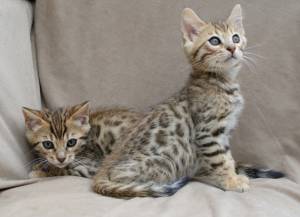 Regalo Gatitos Bengala Para Adopción ,´.;´