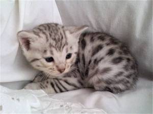 Regalo Gatitos Bengala Para Adopción ,´.;´ll.;;.