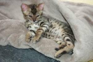 Regalo Gatitos Bengala Para Adopción ,´.;´.;.../