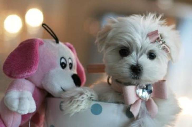 Regalo Cachorros Bichon Maltés Para. Adopción -1.;