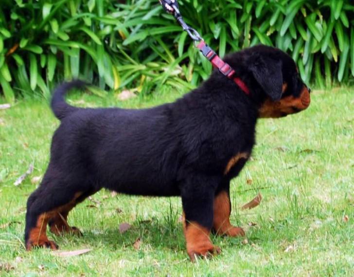 Regalo Cachorros Rottweiler Para Adopción +1.l..,;