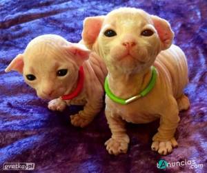 gatitos sphynx macho y hembra sanos que buscan nuevos