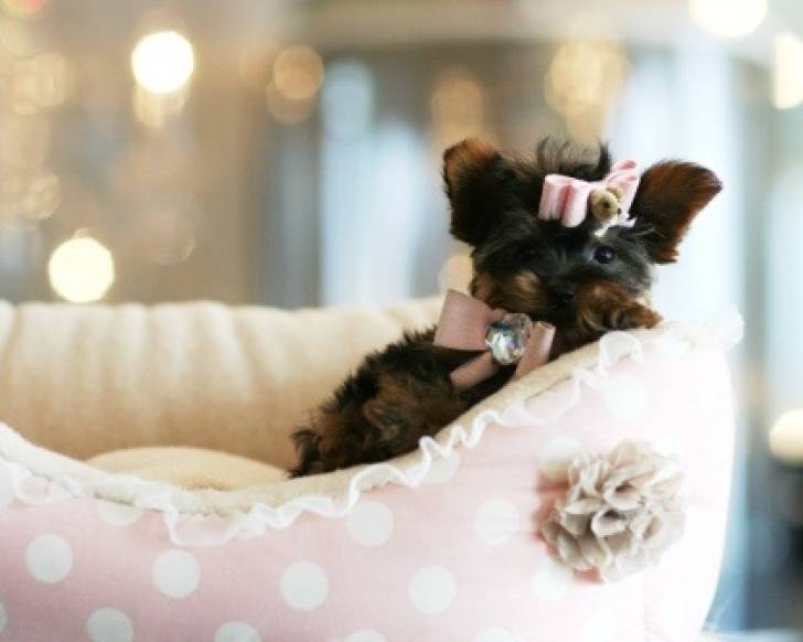 Regalo Cachorros Yorkshire Para Adopción .;;l...;.lhj