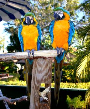 regalo guacamayos loros gratis23