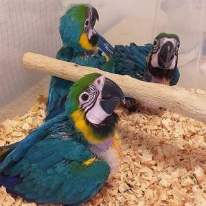 loros guacamayos whatsapp +34 633207549