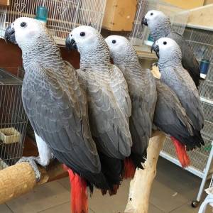 Regalo Loros Yaco Papillero con excelente pedigrí 50