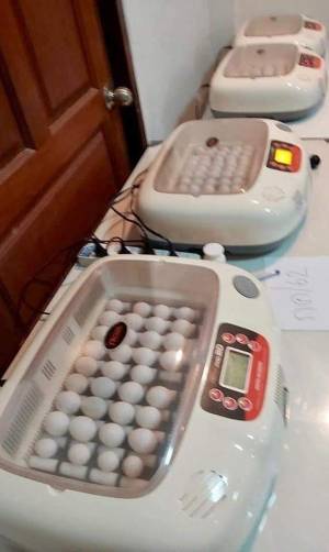 Huevos muy fértiles loro