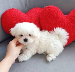 BICHÓN MALTÉS TOY PURA RAZA CON PEDIGREE