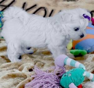 precios,  Cachorros bichon maltes