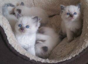 Ragdolls regalo para regalo  ,Dirección