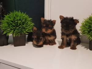 CACHORROS DE YORKSHIRE TERRIER MINI TOY
