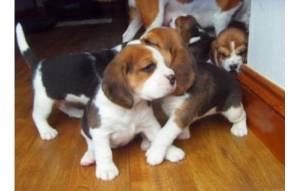 **Beagle machos y hembras