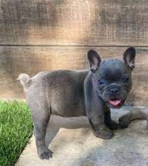 Regalo  impresionate cachorros bulldog Frances 1