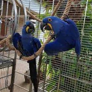 Hablado y inteligentes loros Guacamayos Jacintos53