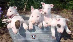 Regalo cachorros Bull Terrier Minatura35