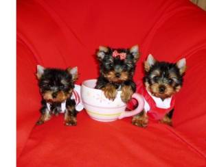 @Cachorros Yorkie wasap 633207549
