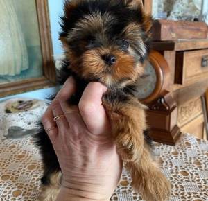 Yorkie WASAP +34 611 22 51 37.