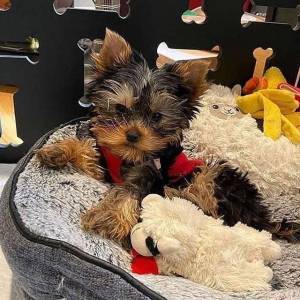 sseyYorkie wasap 633207549