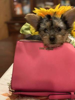 aawyuYorkie wasap 633207549