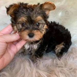 xxasswerYorkie wasap 633207549