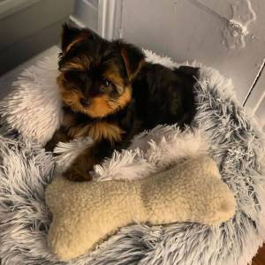 ggkl;pYorkie wasap 633207549