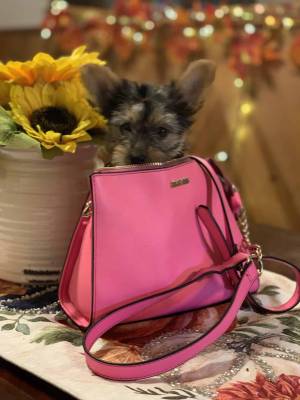 wwwerrtr Yorkie wasap 633207549