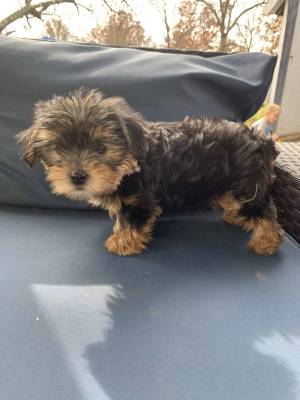 qqahiolYorkie wasap 633207549